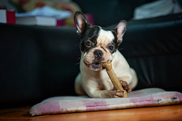 istock Dogs French Bulldogs /Focus selection 541868232