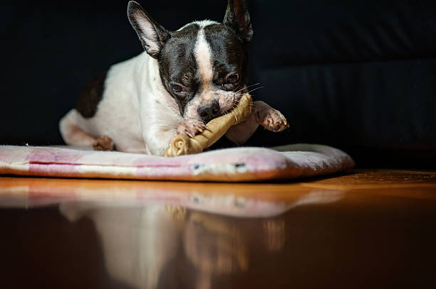 istock Dogs French Bulldogs /Focus selection 541868558