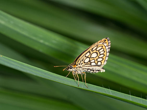 gran mariposa patrón a cuadros, hembra con huevos sobre fondo de hierba - morpheus fotografías e imágenes de stock