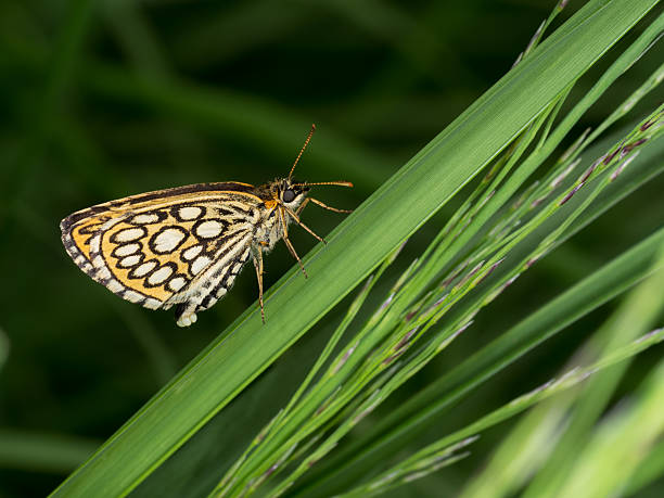 gran mariposa patrón a cuadros, hembra con huevos sobre fondo de hierba - morpheus fotografías e imágenes de stock