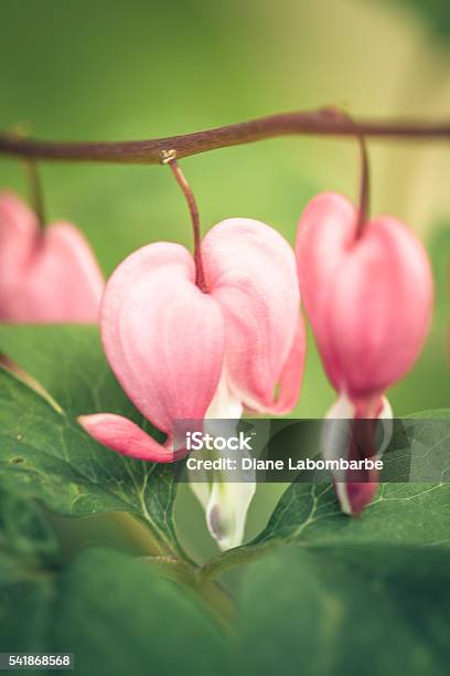 Bleeding Heart Flowers Closeup Stock Photo - Download Image Now - Bleeding Heart - Flower, Close-up, Day