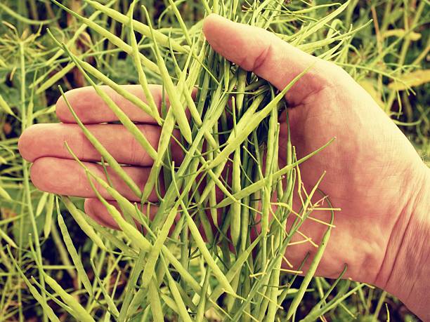 istock Man hand hold oilseed crop in front. Fresh green beans. 541868590