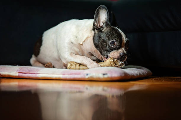 istock Dogs French Bulldogs /Focus selection 541868604