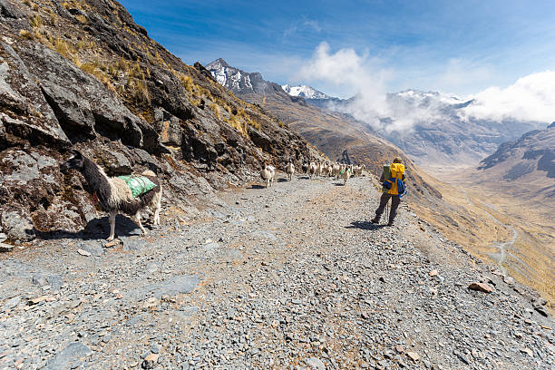 istock Llamas herd carrying heavy load, Bolivia mountains. 541869820