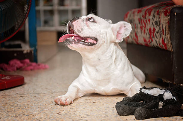 istock Dogs French Bulldogs /Focus selection 541969052