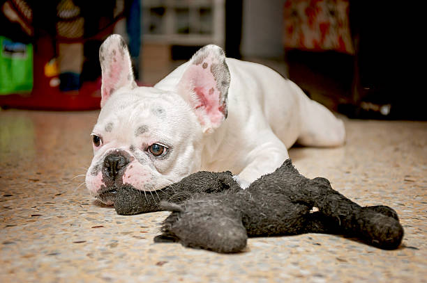 istock Dogs French Bulldogs /Focus selection 541969110