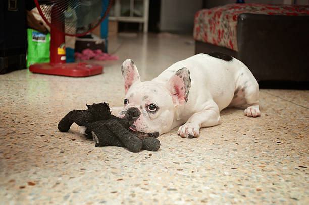 istock Dogs French Bulldogs /Focus selection 541969406