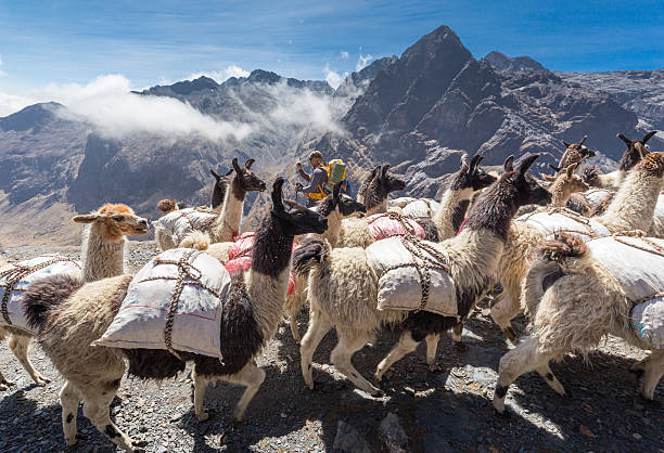 istock Llamas herd carrying heavy load, Bolivia mountains. 541969590