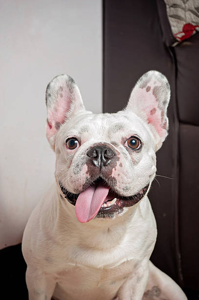 istock Dogs French Bulldogs /Focus selection 541970330