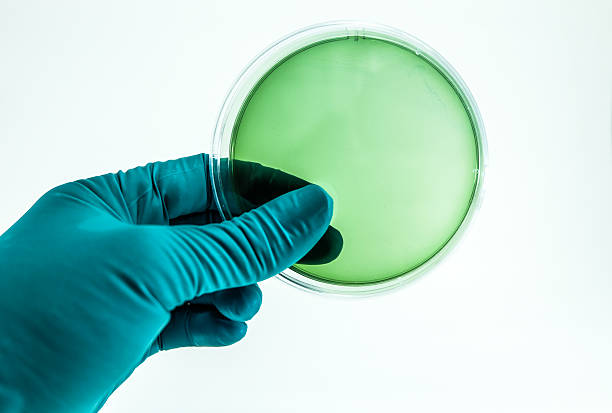 私の手は微生物学の寒天プレートを持っています。 - petri dish bacterium colony laboratory ストックフォトと画像