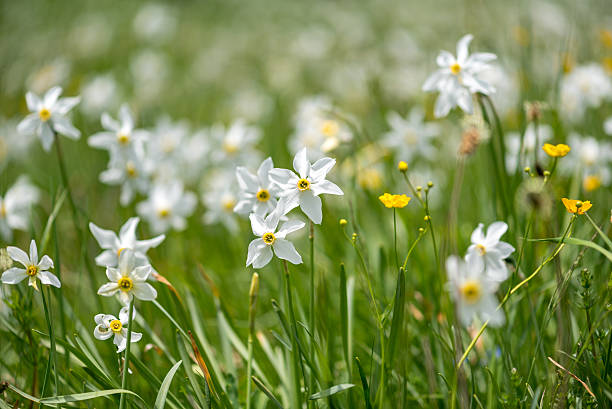 istock Close view on the narcissus flower 541975790