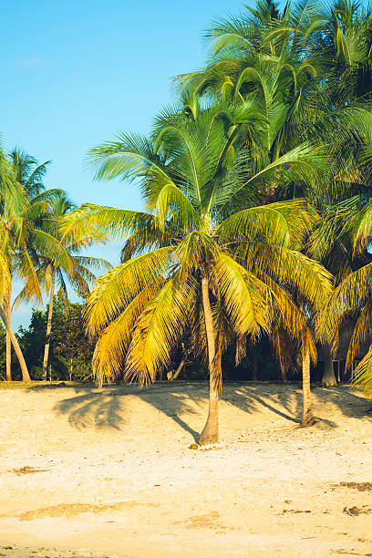 Palms on a Caribbean beach. Palm trees on a Caribbean beach. Photo taken in Maria La Gorda, Cuba. maria la gorda stock pictures, royalty-free photos & images