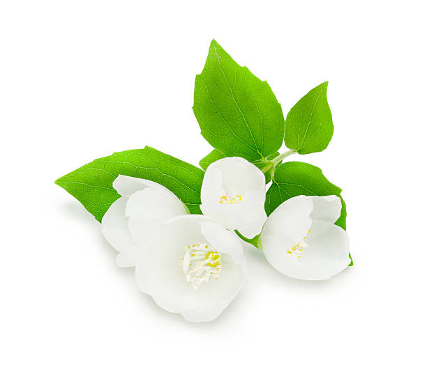 istock Sprig of fresh jasmine. 541977350