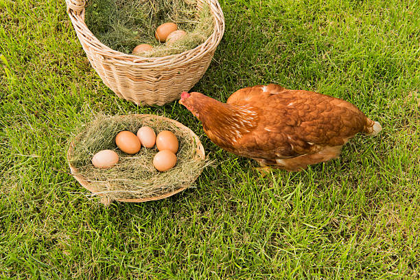istock chicken and eggs in the basket on the lawn 541978514
