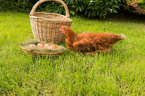 istock chicken and eggs in the basket on the lawn 541979092