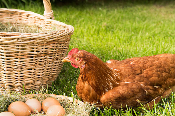 istock chicken and eggs in the basket on the lawn 541979230