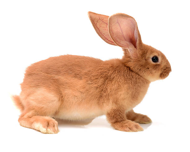 istock Baby of orange rabbit 541979398