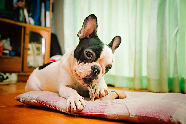 istock Dogs French Bulldogs /Focus selection 541979556