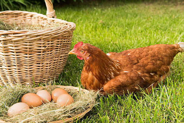 istock chicken and eggs in the basket on the lawn 541979566