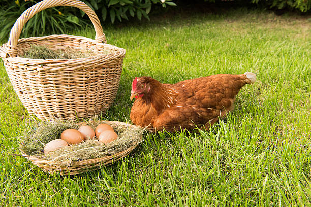 istock chicken and eggs in the basket on the lawn 541979732