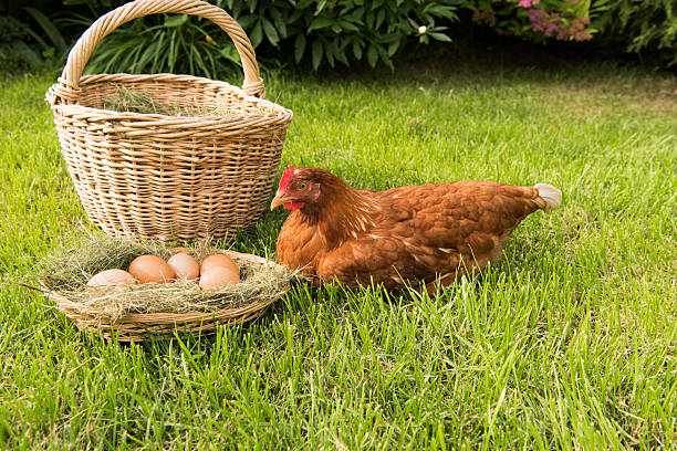 istock chicken and eggs in the basket on the lawn 541979878