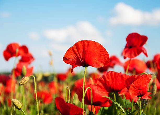 istock meadow with beautiful  red poppy flowers 541980134