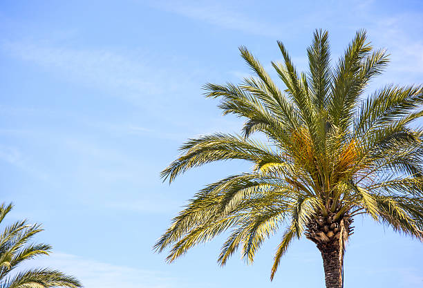 istock Palm tree against blue sky. Background with place for text 541980314