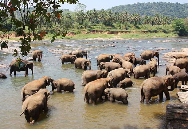 Asian elephants bathing in the river at Pinnawala Elephant Orphanage stock photo