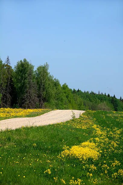 istock Spring field. Yellow flowers. 541980362
