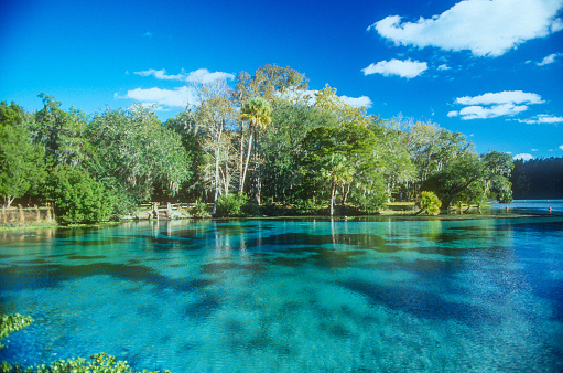 Silver Glen Springs in the Ocala National Forest on a bright blue day with clear water.