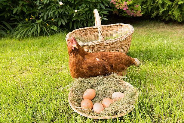 istock chicken and eggs in the basket on the lawn 541980914