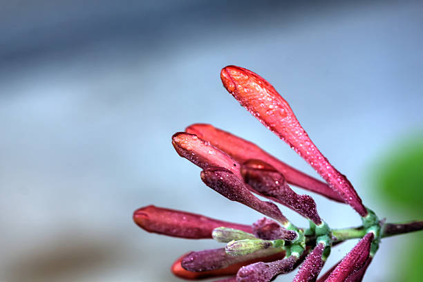 sommergarten. das blühende geißblatt. - honeysuckle pink people outdoors lifestyles stock-fotos und bilder