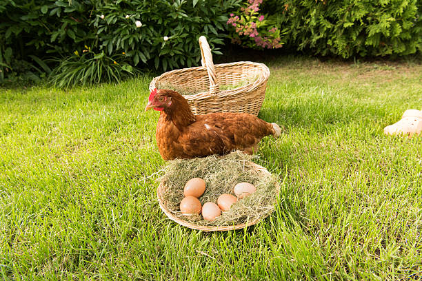 istock chicken and eggs in the basket on the lawn 541981126