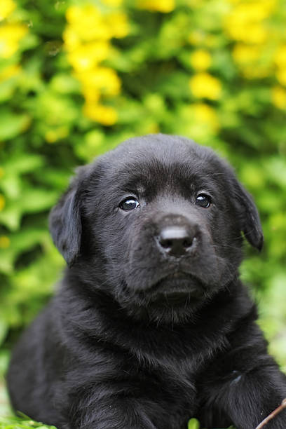 istock small black Labrador puppy 541981756