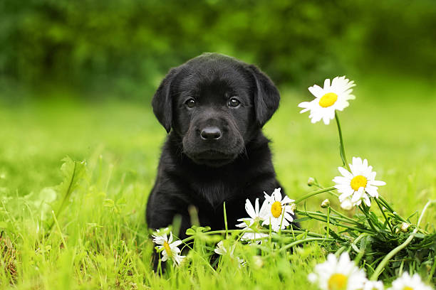 istock puppy dog Labrador sitting outdoors in summer 541982000