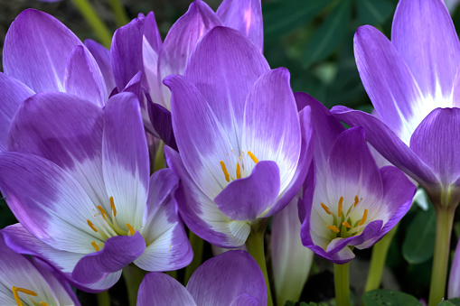 The flower of an autumn crocus growing in an autumn garden.