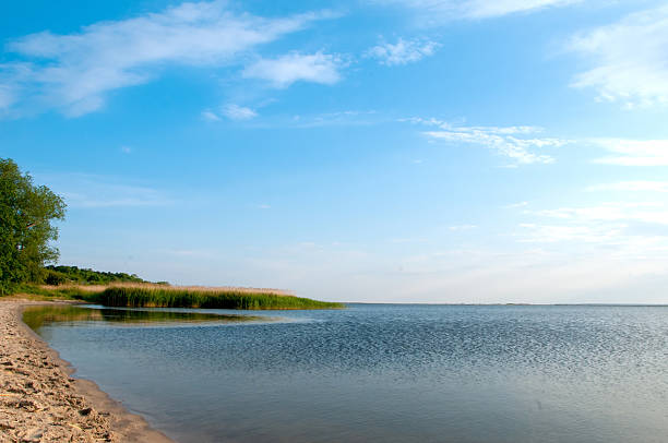istock Desert sea coast, forest on the beach 541982296
