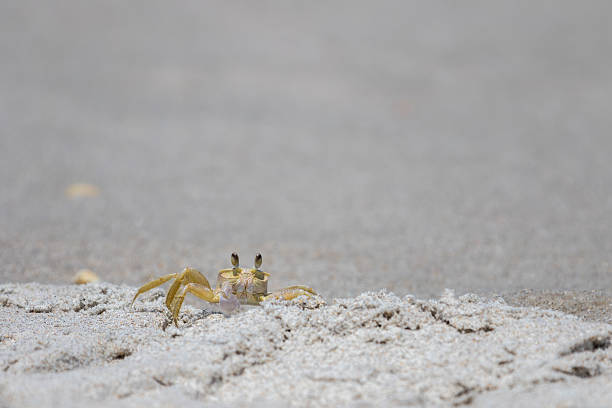 istock Atlantic Ghost Crab, Playalinda Beach, Merritt Island, Florida 541984842