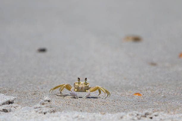 istock Atlantic Ghost Crab, Playalinda Beach, Merritt Island, Florida 541985068