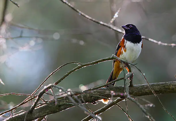 The Eastern Towhee, or Pipilo erythrophthalmus, is perched on a rounded branch in the foreground with a shallow depth of field in the background giving an artful bokeh of muted green and light blue.  The branches show a nice halo and backlight.   The male Eastern Towhee, is a large, new world sparrow and the male bird shows a black head and nape, a black bill, and rusty colored flanks against light breast plumage. This Eastern Towhee is facing slightly upwards and to the left in this horizontally oriented photograph.  The eye of an Eastern Towhee is most notable for its distinctive red color.  The bird in the photograph is making eye contact with the camera with one eye and its body is perched facing front and slightly right.