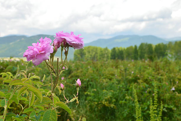 Close-up image of rose blossom in rose field - industrial rose farming for rose oil production, Kazanlak Valley, Bulgaria