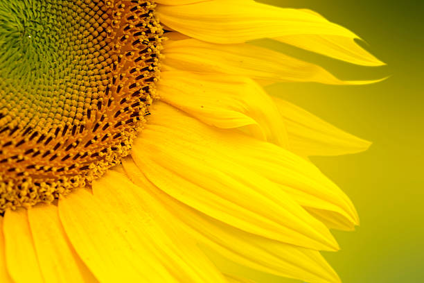 istock Sunflower close up. Bright yellow sunflowers 541985786