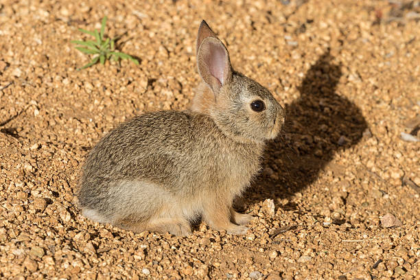 istock Baby Cottontail Rabbit 541986106