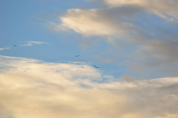 Birds flying to the clouds