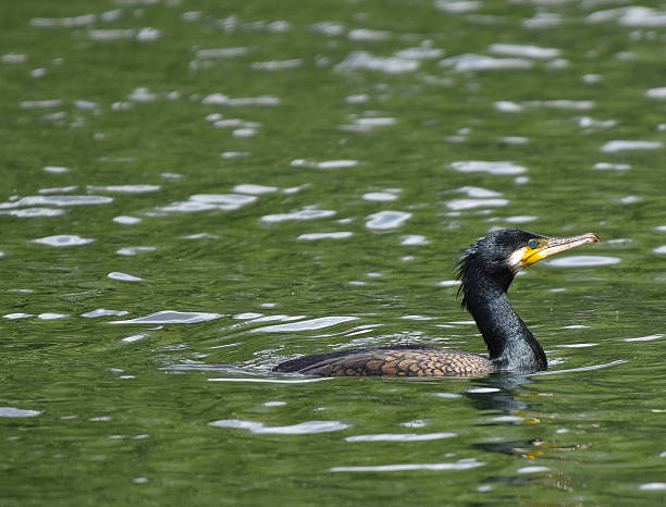 istock cormorant in the lake 541987698
