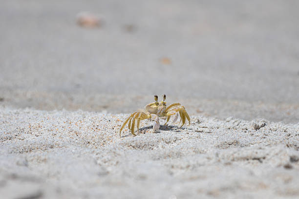 istock Atlantic Ghost Crab, Playalinda Beach, Merritt Island, Florida 541987708