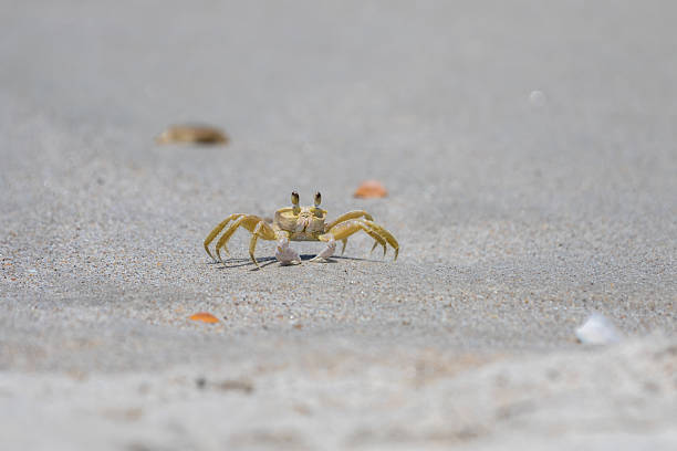 Atlantic Ghost Crab (Ocypode quadrata), Playalinda Beach, Merritt Island, Florida