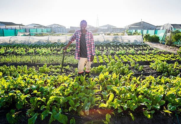 istock Young African male smiling in his vegetable garden 541987994