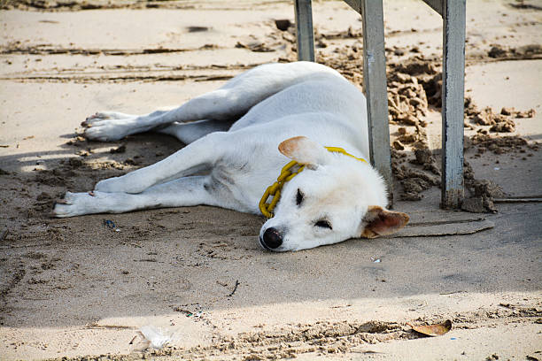 Cachorro na praia  - foto de acervo