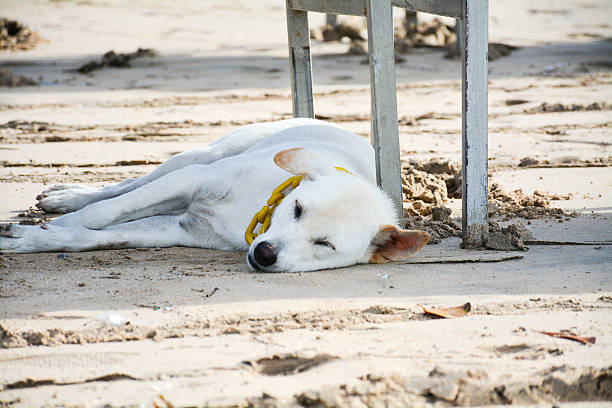 Cão na praia - fotografia de stock